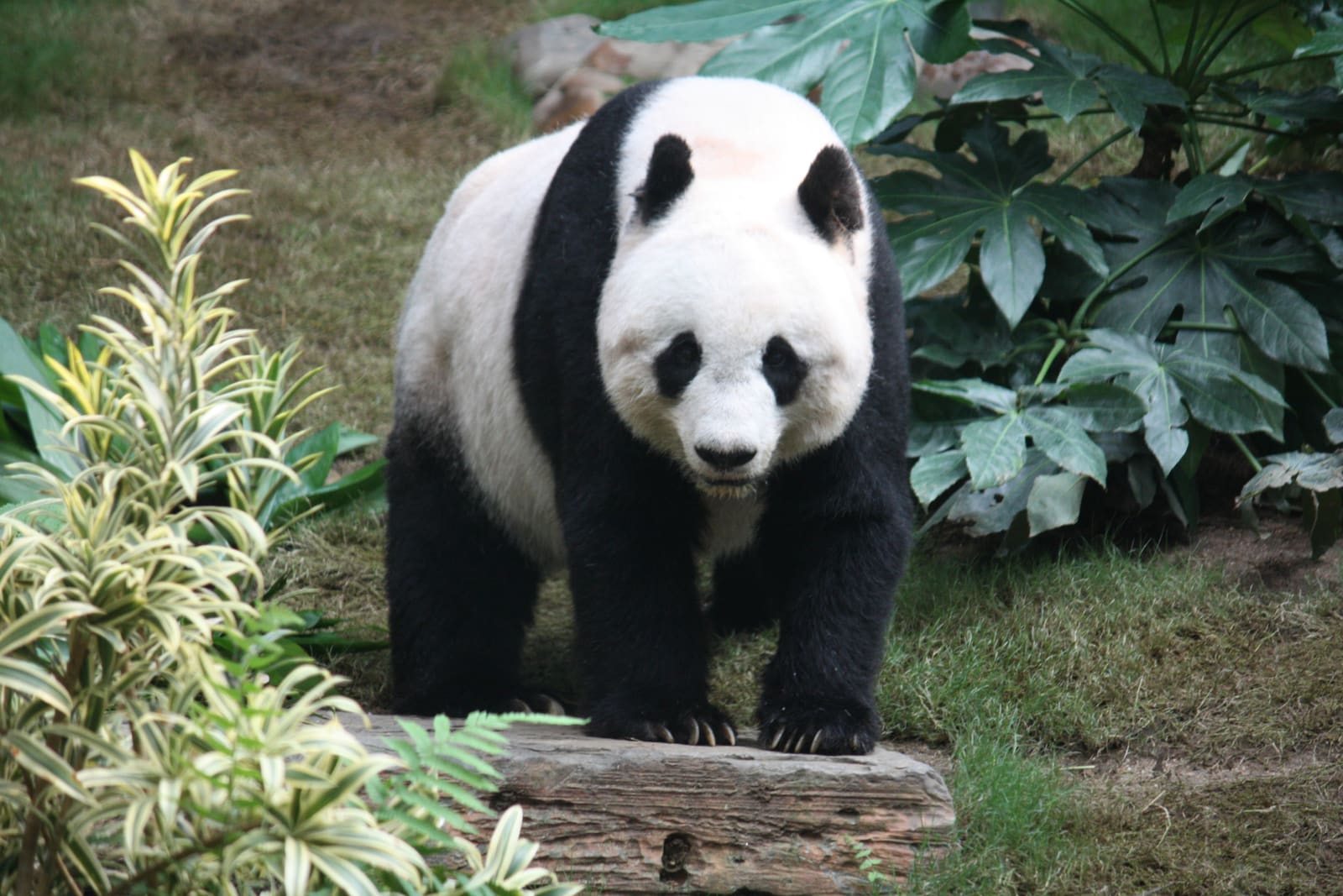 Giant panda in Sichuan